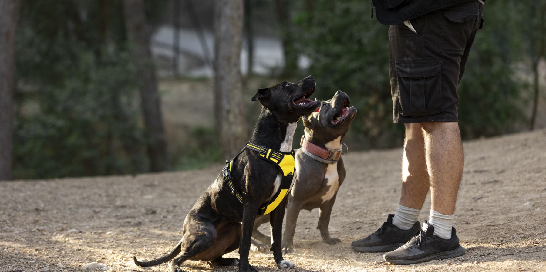 Choosing the Right Fit: Dog Harness vs. Collar - Which is Best for Your Furry Friend?